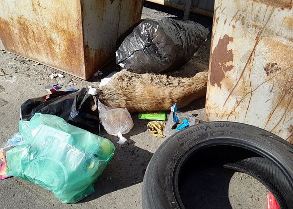 Серовчанка просит службы убрать с мусорки труп собаки с пакетом на голове